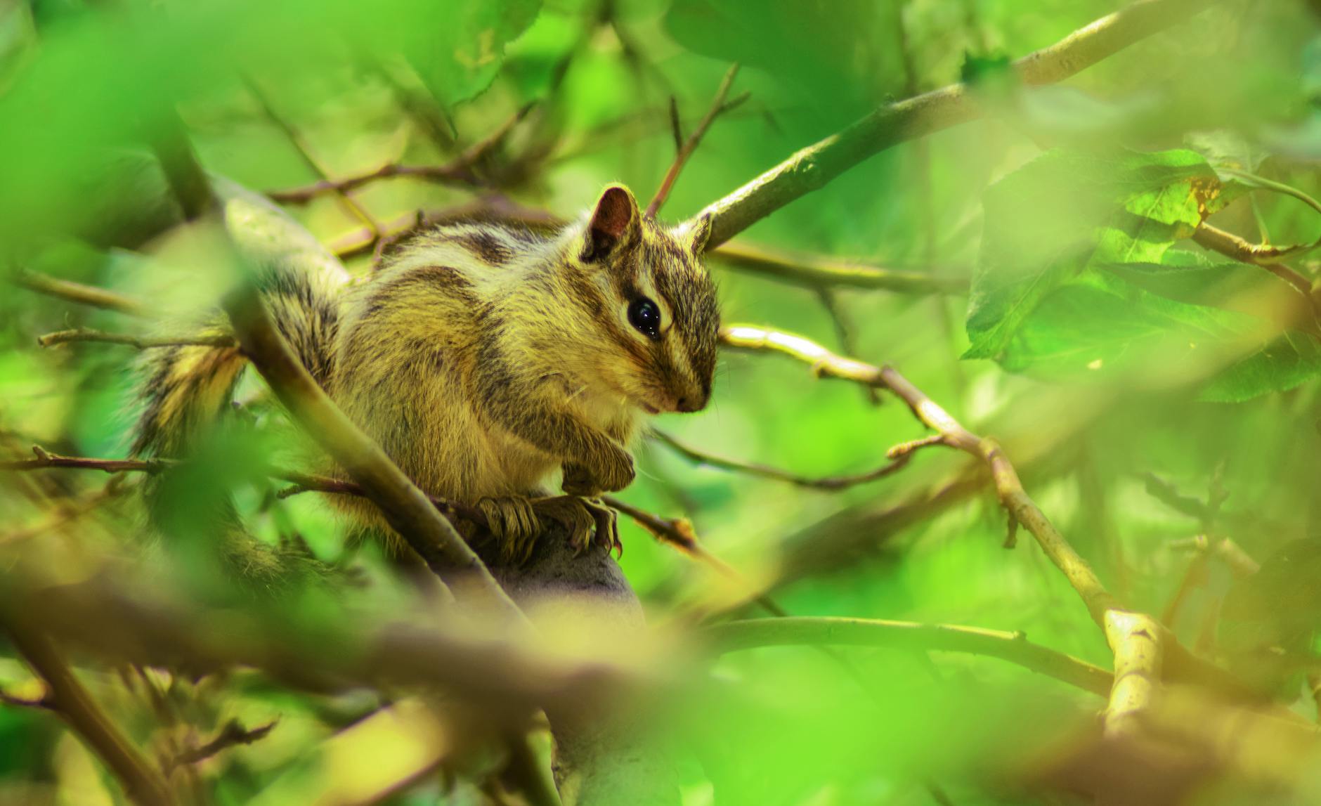 Adorable chipmunk perching on a tree branch, surrounded by lush greenery