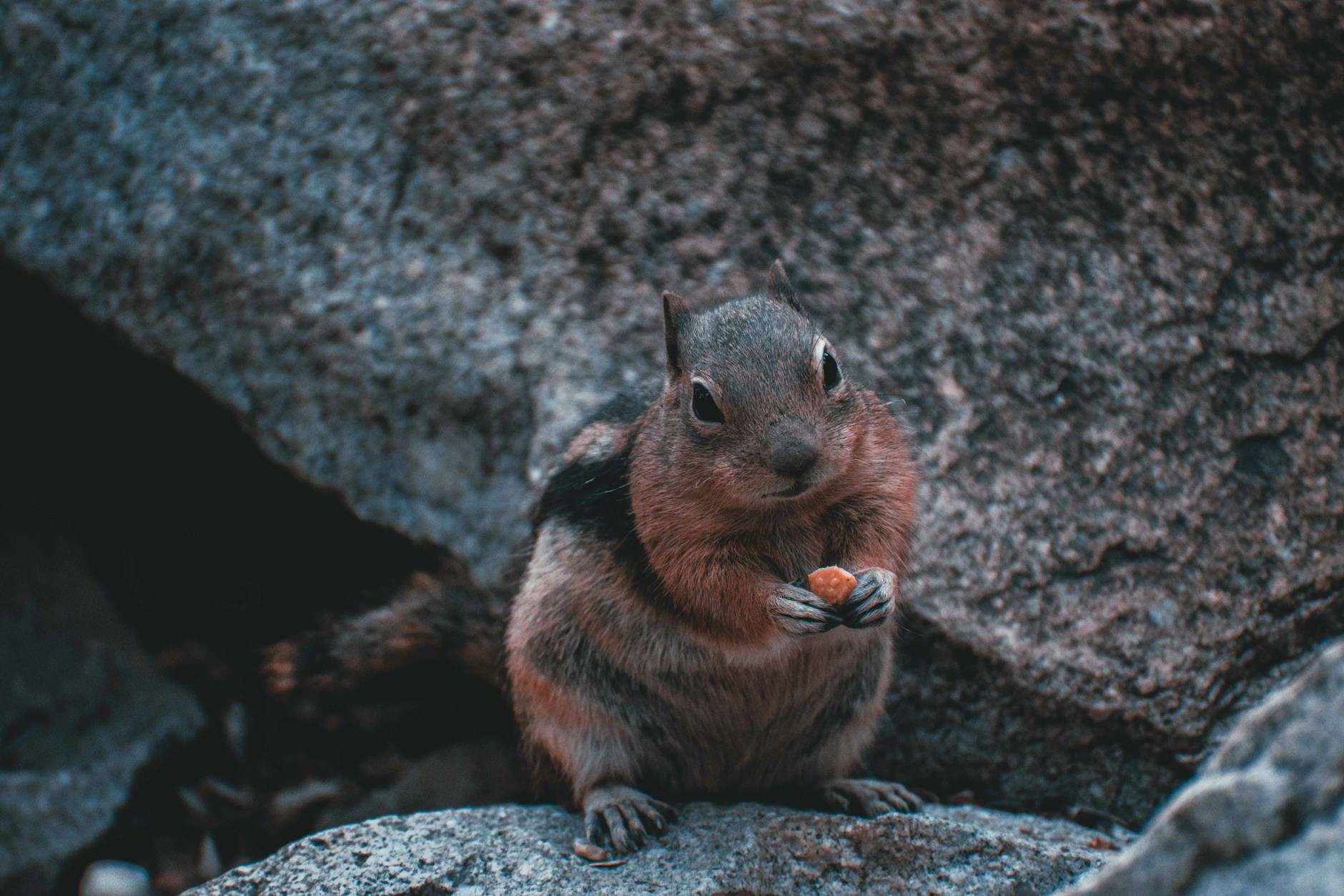 Close-up of a cute chipmunk holding a nut amidst rocky surroundings