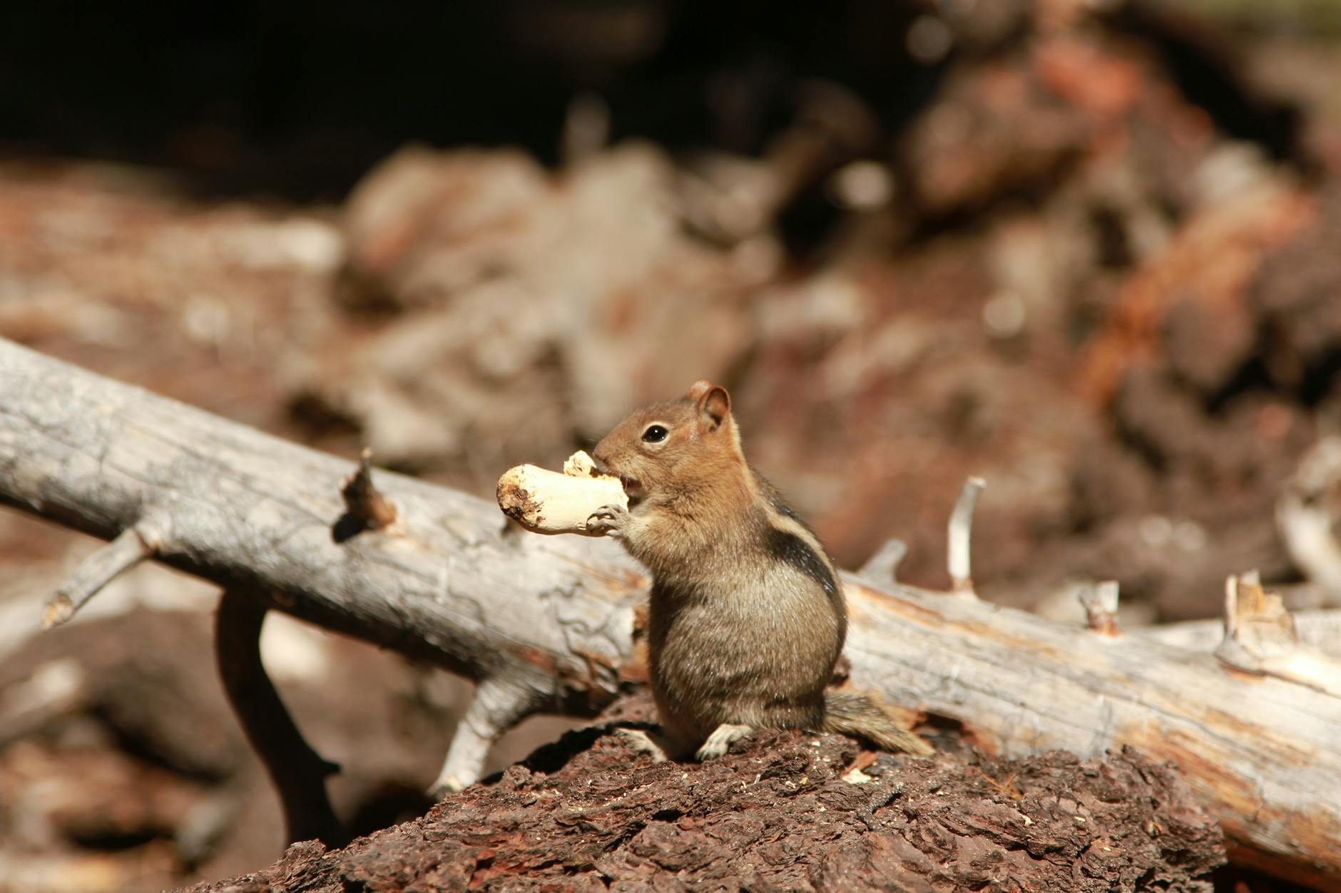 A cute chipmunk stands upright holding a peanut on a log in a sunny forest setting