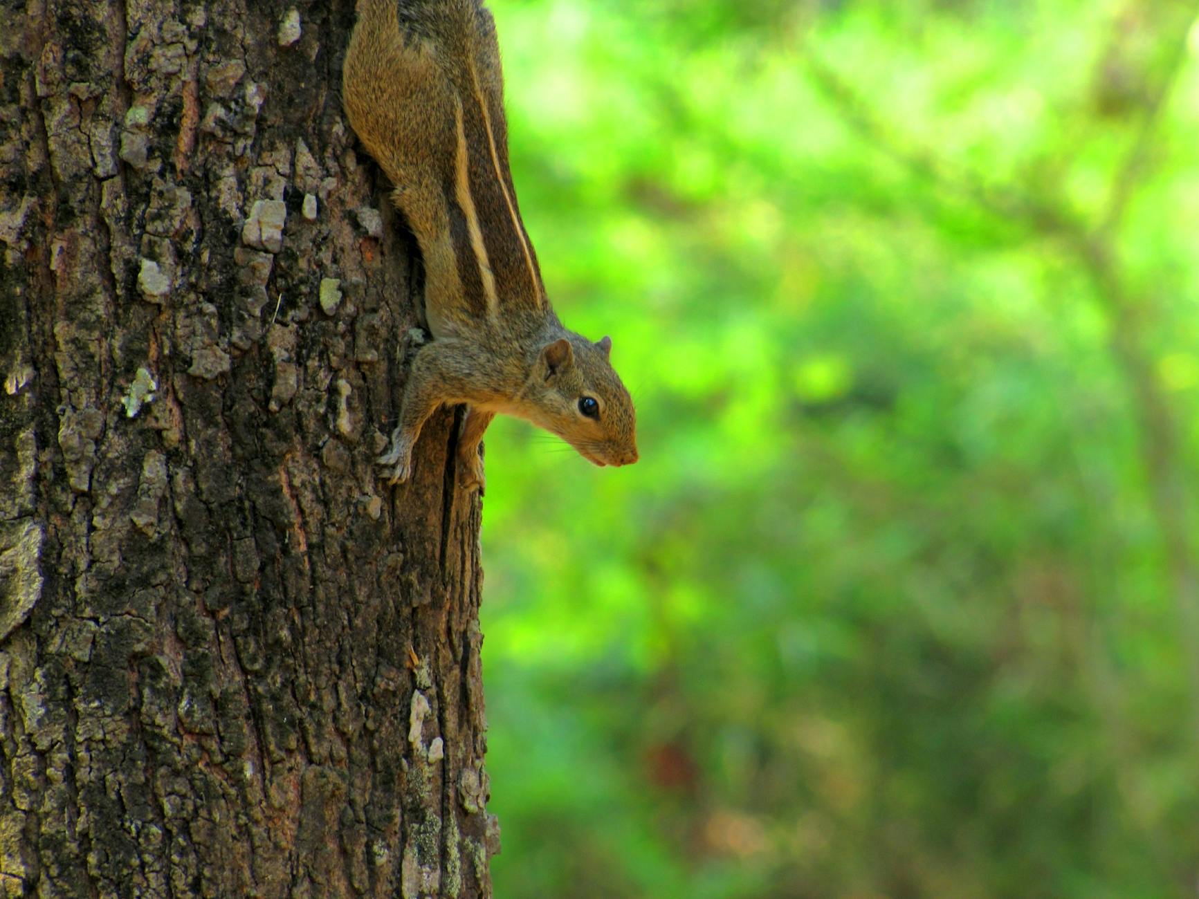 Cute chipmunk perched on a tree trunk in vibrant green forest setting